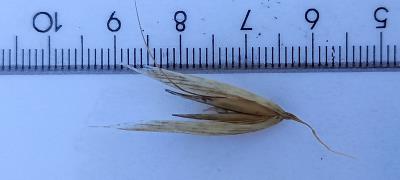 Click for 3 image(s) for this accession. Spikelet
